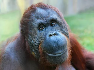 Happy smile of The Bornean orangutan (Pongo pygmaeus). / Foto: Abadonian