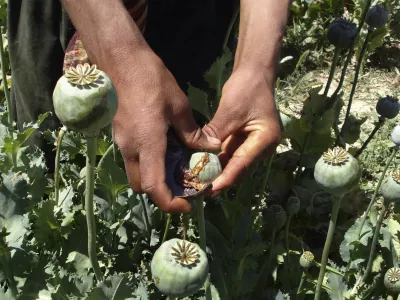 An Afghan man collects resin from poppies in an opium poppy field in Panjwai district of Kandahar province, south of Kabul, Afghanistan on Wednesday, May 21, 2008. Afghanistan supplies some 93 percent of the world's opium used to make heroin, and the Taliban militants earn up to 0 million from the drug trade, the United Nations estimates. (AP Photo)