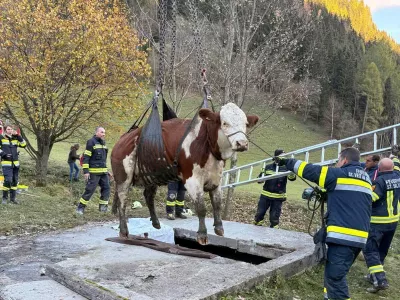 Re&scaron;evanje krave