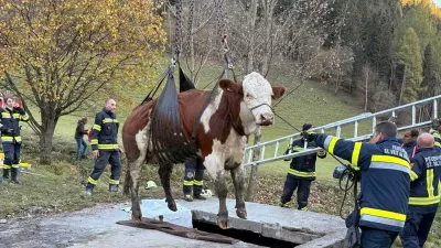 Re&scaron;evanje krave