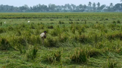 A farmer walks through damaged paddy fields in Kakinada, India, Thursday, Oct. 29, 2026, a day after Cyclone Arnab crossed the Andhra Pradesh coast. (AP Photo/Mahesh Kumar A.)