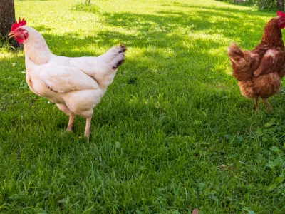 Pasture raised chickens. Organic and healthy farming