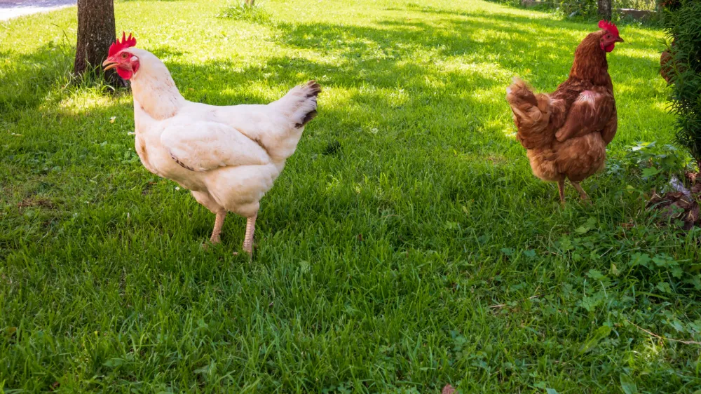 Pasture raised chickens. Organic and healthy farming