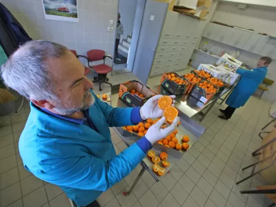 ﻿Prek Luke Koper prispe v Evropo veliko sadja in zelenjave izraelskega porekla. Nekaj blaga izvira tudi z območja Palestine. Fitosanitarni inšpektorji pošiljke pregledajo. 