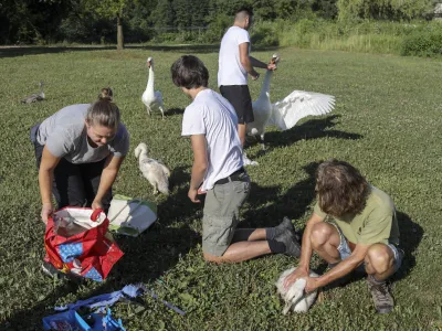 Uigrana ekipa je v nekaj minutah ujela, obročkala in popisala vse tri labodje mladiče.