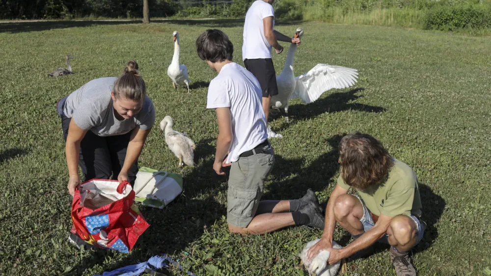 Uigrana ekipa je v nekaj minutah ujela, obročkala in popisala vse tri labodje mladiče.