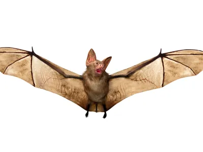 Flying Vampire bat isolated on white background, 3D rendring