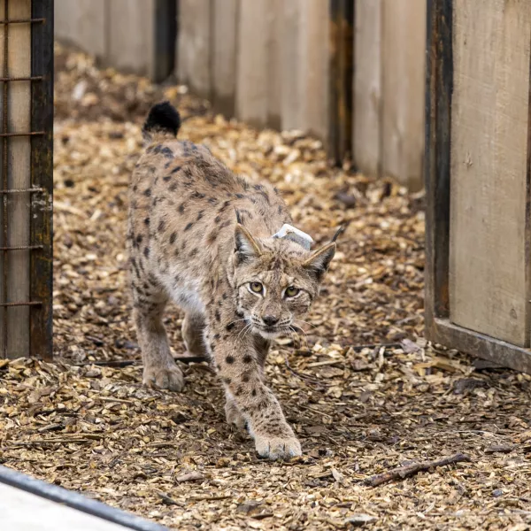 ﻿- 28.04.2021 – Pokljuka - izpust risov Lenke, Julije in Trisa, ki so jih v okviru projekta LIFE Lynx pripeljali iz Romunije in Slovaške v Slovenijo. //FOTO: Matjaž Rušt / Foto: Matjaž Rušt