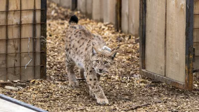 ﻿- 28.04.2021 – Pokljuka - izpust risov Lenke, Julije in Trisa, ki so jih v okviru projekta LIFE Lynx pripeljali iz Romunije in Slovaške v Slovenijo. //FOTO: Matjaž Rušt / Foto: Matjaž Rušt