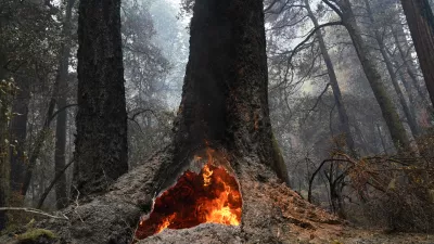 FILE - In this Aug. 24, 2020 photo, fire burns in the hollow of an old-growth redwood tree in Big Basin Redwoods State Park, Calif. The Biden administration is advancing its plan to restrict logging within old growth forests that are increasingly threatened by climate change, with an environmental review of the proposal expected to be publicized Friday. (AP Photo/Marcio Jose Sanchez, File)