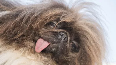 Wild Thing won first place at the World's Ugliest Dog competition in Petaluma, Calif., Friday, June 21, 2024. (AP Photo/Nic Coury)