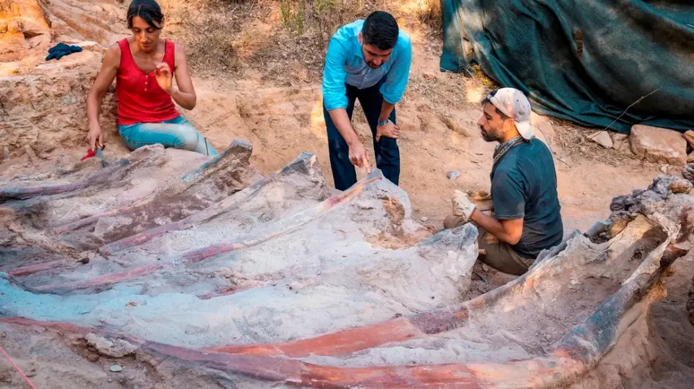 A view during excavation works of a sequence of dorsal ribs of a sauropod dinosaur in the Monte Agudo fossil site, in Pombal, Portugal in this handout taken August 2022. Instituto Dom Luiz (Faculty of Sciences of the University of Lisbon) /Handout via REUTERS  THIS IMAGE HAS BEEN SUPPLIED BY A THIRD PARTY. MANDATORY CREDIT. NO RESALES. NO ARCHIVES.