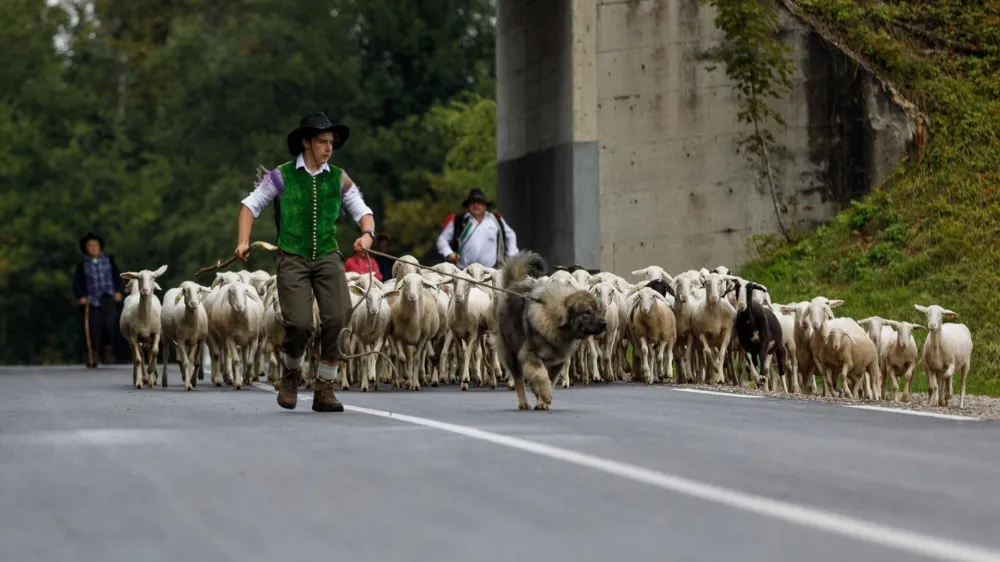 V soboto bodo v okviru prireditve Ovčarski bal vnovič obudili tradicionalne običaje, povezane z ovčarstvom in zaključkom pašne sezone.&nbsp;