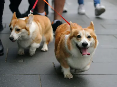 People walk corgis along the Royal Mile, before the arrival of the hearse carrying the coffin of Queen Elizabeth II, in Edinburgh, Sunday, Sept. 11, 2022. Queen Elizabeth II's flag-draped coffin is passing through the rugged Scottish countryside on a final journey from her beloved summer estate Balmoral Castle to London. (Peter Byrne/PA via AP)