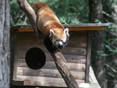 Mačji panda - 14.09.2022 – Živalski vrt ZOO Ljubljana - prvi mladič mačjega pande, ki se je skotil v ZOO Ljubljana. //FOTO: Luka Cjuha