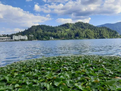 Vzorčenje rib na območju Blejskega jezera izvajajo vselej v jesenskem času, ko je poletna turistična sezona v zatonu. 