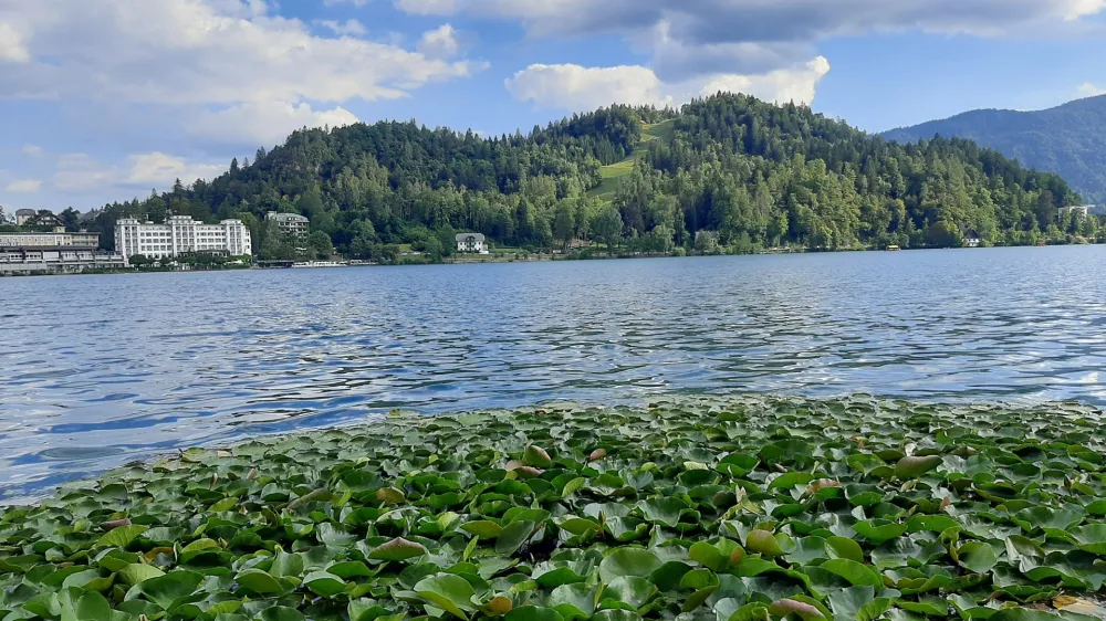 Vzorčenje rib na območju Blejskega jezera izvajajo vselej v jesenskem času, ko je poletna turistična sezona v zatonu. 