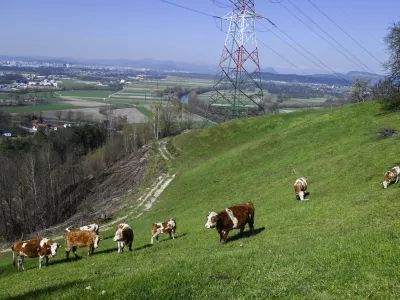 turistična kmetija Pri Lazarju - krave - govdoreja - 06.04.2023 - Odbor Planinske zveze Slovenije za planinstvo invalidov (Odbor inPlaninec) – predstavitev akcije Gibalno ovirani gore osvajajo GOGO 2023 – novinarska konferenca na turistični kmetiji Pri Lazarju//FOTO: Nik Erik Neubauer