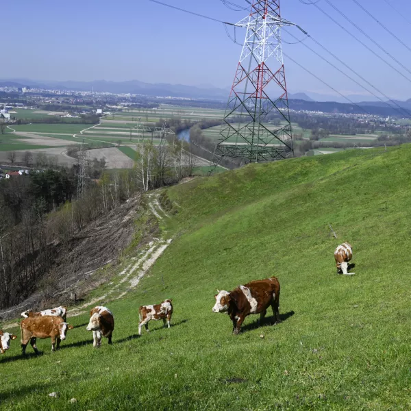 turistična kmetija Pri Lazarju - krave - govdoreja - 06.04.2023 - Odbor Planinske zveze Slovenije za planinstvo invalidov (Odbor inPlaninec) – predstavitev akcije Gibalno ovirani gore osvajajo GOGO 2023 – novinarska konferenca na turistični kmetiji Pri Lazarju//FOTO: Nik Erik Neubauer