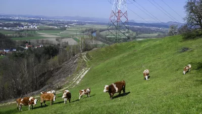 turistična kmetija Pri Lazarju - krave - govdoreja - 06.04.2023 - Odbor Planinske zveze Slovenije za planinstvo invalidov (Odbor inPlaninec) – predstavitev akcije Gibalno ovirani gore osvajajo GOGO 2023 – novinarska konferenca na turistični kmetiji Pri Lazarju//FOTO: Nik Erik Neubauer