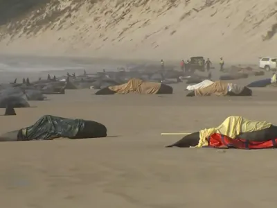 This image made from a video, shows the stranded whales on Ocean Beach, near Strahan, Australia Wednesday, Sept. 21, 2022. More than 200 whales have been stranded on Tasmania's west coast, just days after 14 sperm whales were found beached on an island off the southeastern coast. (Australian Broadcasting Corporation via AP)