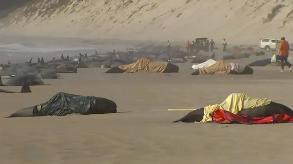 This image made from a video, shows the stranded whales on Ocean Beach, near Strahan, Australia Wednesday, Sept. 21, 2022. More than 200 whales have been stranded on Tasmania's west coast, just days after 14 sperm whales were found beached on an island off the southeastern coast. (Australian Broadcasting Corporation via AP)