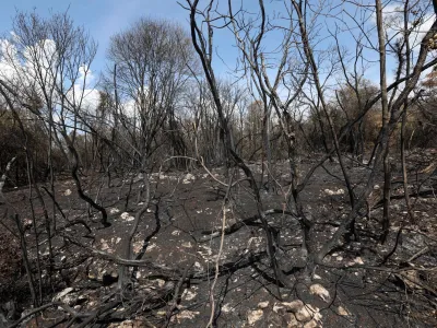 - 26.07.2022 – Kras – pogorišče po največjem požaru v zgodovini samostojne Slovenije – požgana drevesa - //FOTO: Tomaž Skale