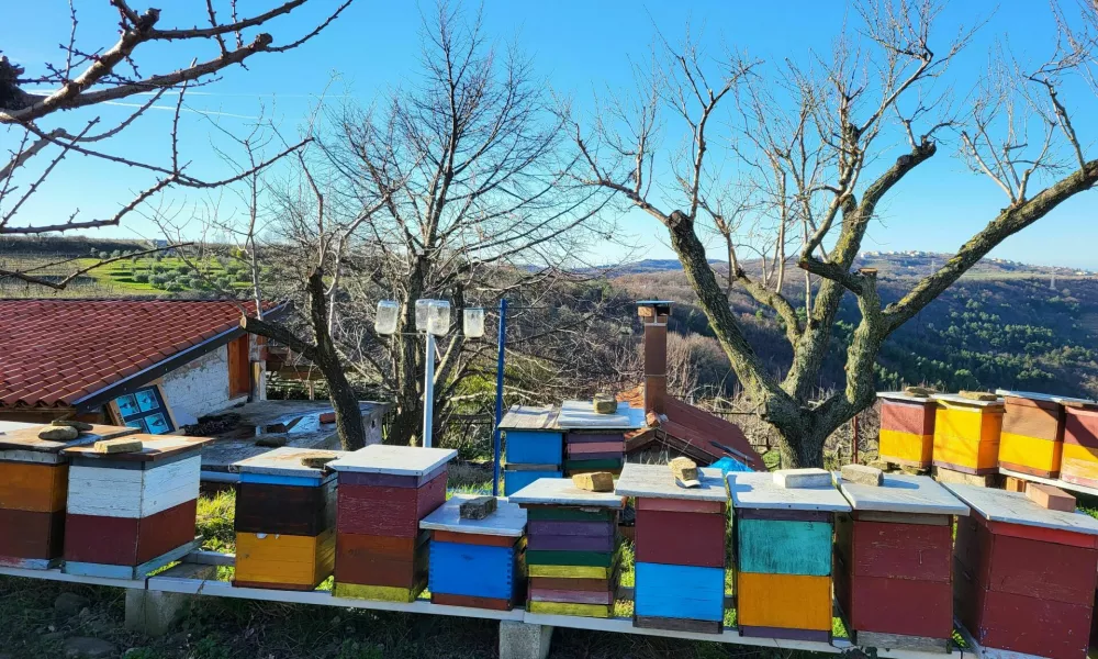 čebelji panj koper / Foto: Katja Gleščič 