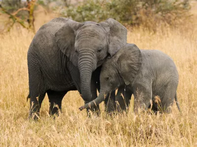 Two small elephants, brothers of different ages are near each other