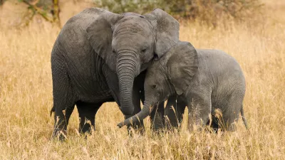 Two small elephants, brothers of different ages are near each other