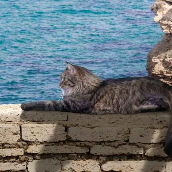 Composition with a furry cat resting on a wall against beautiful background. / Foto: Cristi Savin