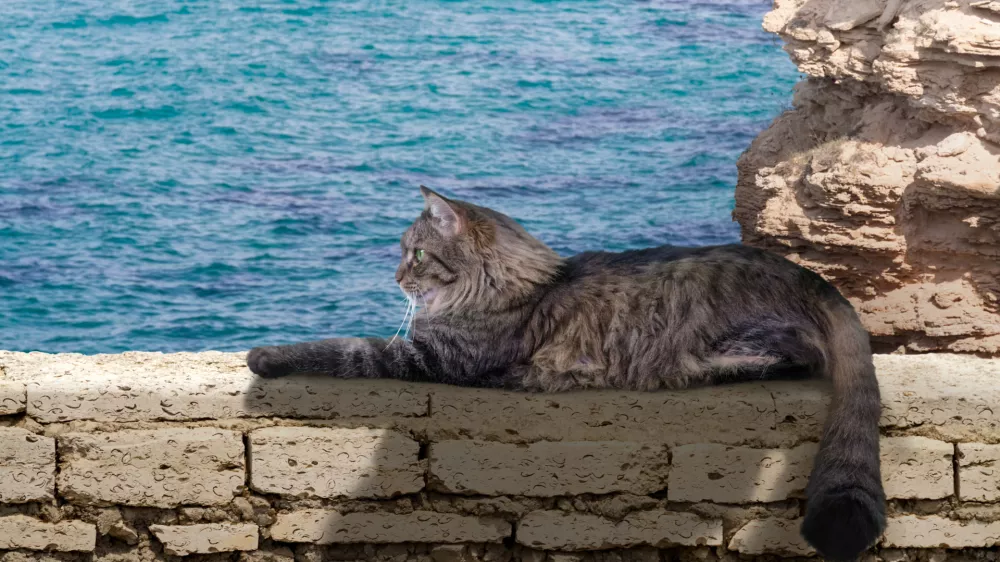 Composition with a furry cat resting on a wall against beautiful background. / Foto: Cristi Savin