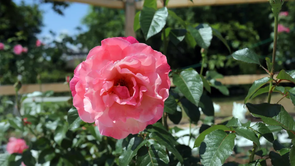 ﻿- 25.06.2019 - Papeške vrtnice, Arboretum Volčji Potok//FOTO: Jaka Gasar