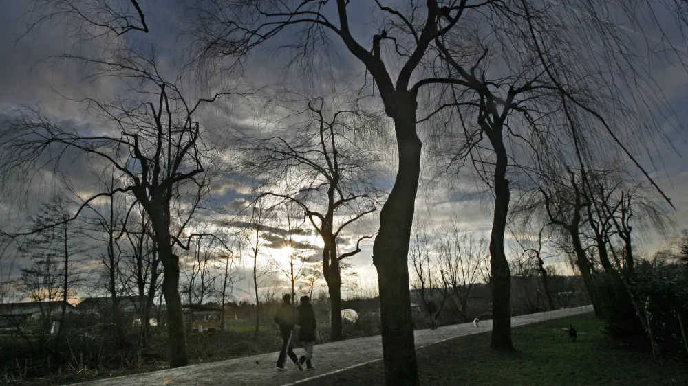 ﻿- Pot spominov in tovarištva na Viču 2014 - rekreacija - temni oblaki - posledica po ledeni ujmi – žledolomu - drevesa - polomljene veje - vrba //FOTO: Tomaž Skale