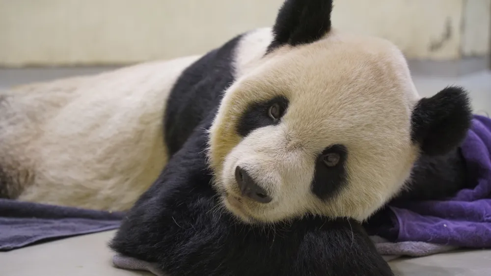 In this photo released by the Taipei Zoo, ailing giant panda Tuan Tuan lies on the ground at the Taipei Zoo in Taipei, Taiwan on Saturday, Nov. 19, 2022. Tuan Tuan, one of two giant pandas gifted to Taiwan from China, died Saturday, Nov. 19, 2022 after a brief illness, the Taipei Zoo said. (Taipei Zoo via AP)