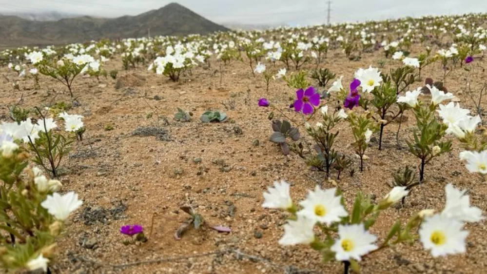 Puščava Atacama.