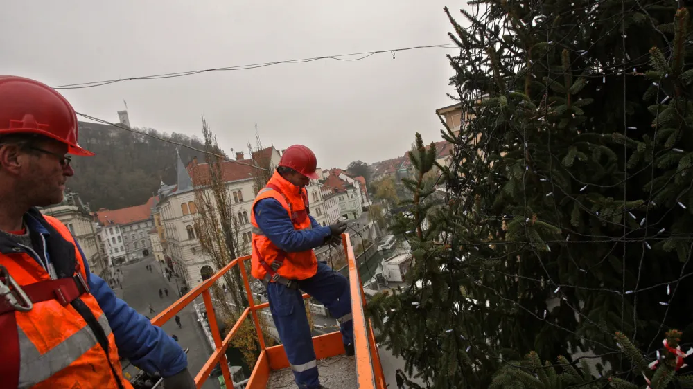 - za okrasitev smreke porabijo približno 7 km vrvnih lučk <br><br><br>- smreka, namenjena decembrskemu in novoletnemu okrasu - novoletna jelka - Prešernov trg     //FOTO: Luka Cjuha