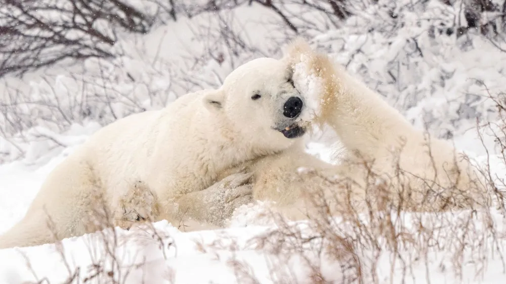 FILE PHOTO: Polar bears spar near the Hudson Bay community of Churchill, Manitoba, Canada November 20, 2021. Picture taken November 20, 2021. REUTERS/Carlos Osorio/File Photo