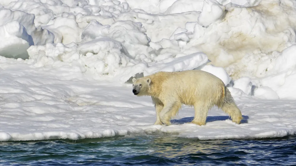 FILE - In this June 15, 2014, file photo released by the U.S. Geological Survey, a polar bear dries off after taking a swim in the Chukchi Sea in Alaska. A polar bear has attacked and killed two people in a remote village in western Alaska, according to state troopers who said they received the report of the attack on Tuesday, Jan 17, 2023, in Wales, on the western tip of the Seward Peninsula. (Brian Battaile/U.S. Geological Survey via AP, File)