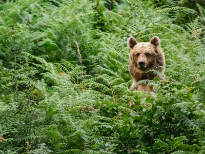 ﻿medved, medvedi, LIFE DINALP BEAR