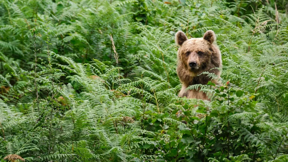 ﻿medved, medvedi, LIFE DINALP BEAR