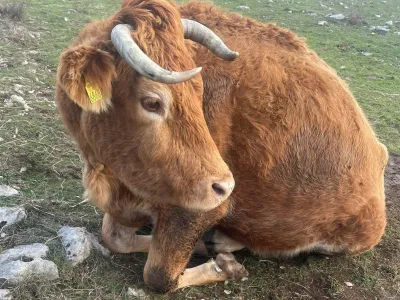 Istra, govedo, zanemarjanje živali. Foto: Društvo za zaščito konj in ostalih živali