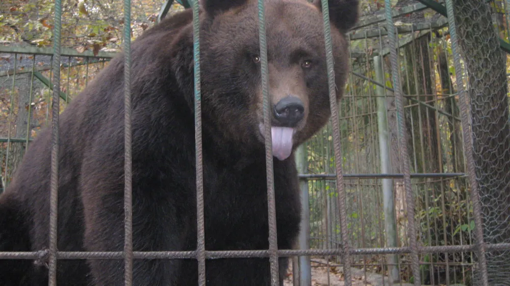 zasebni živalski vrt Jožeta Rožmanca, ZOO park, medved