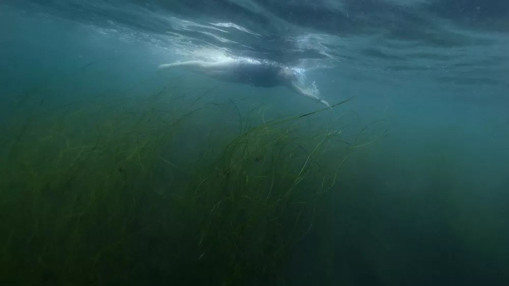 An open-water swimmer swims over seagrass as she makes her way through La Jolla Cove, Monday, July 15, 2024, in San Diego. (AP Photo/Gregory Bull)