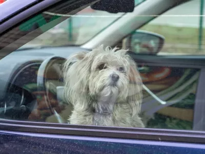 Fluffy Chinese crested dog waiting for his owner in a car / Foto: Sommersby