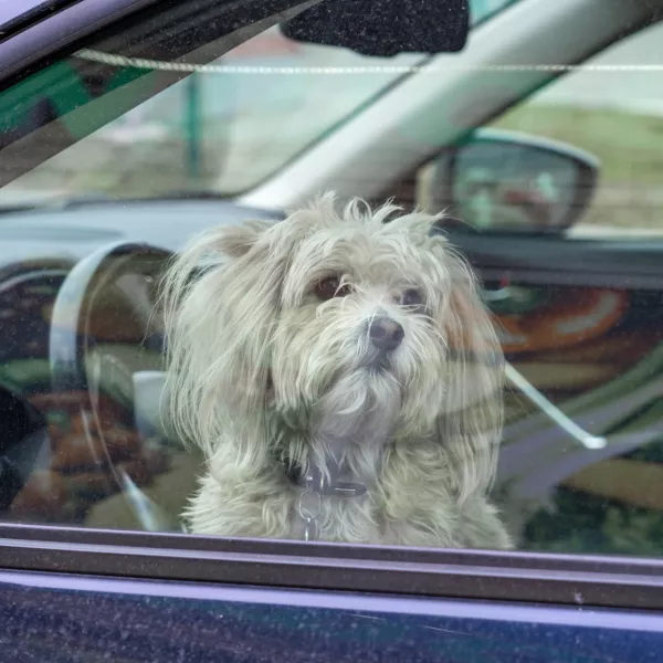 Fluffy Chinese crested dog waiting for his owner in a car / Foto: Sommersby