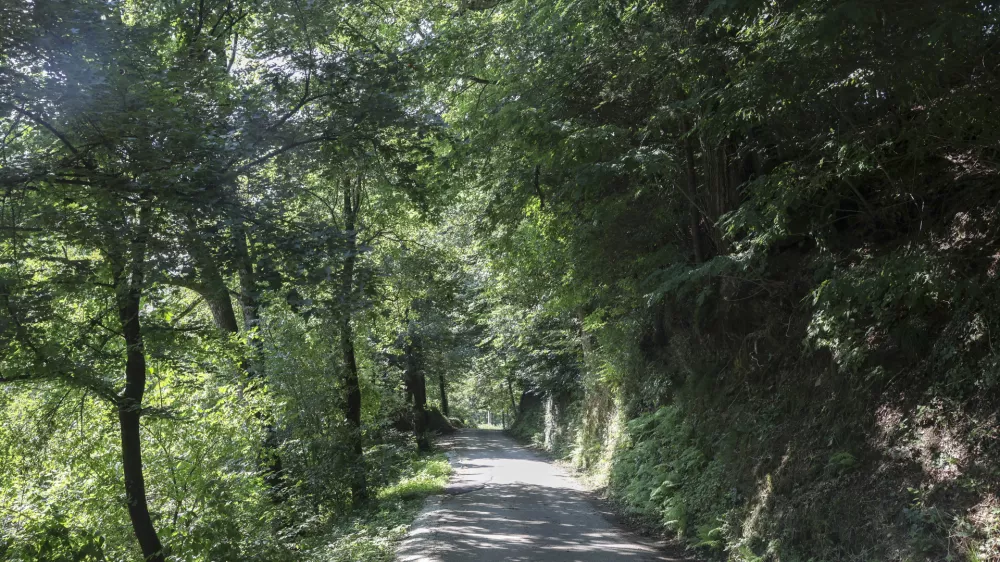 - 21.07.2024 - gozd v okolici Lesnine na Brdu //FOTO: Jaka Gasar