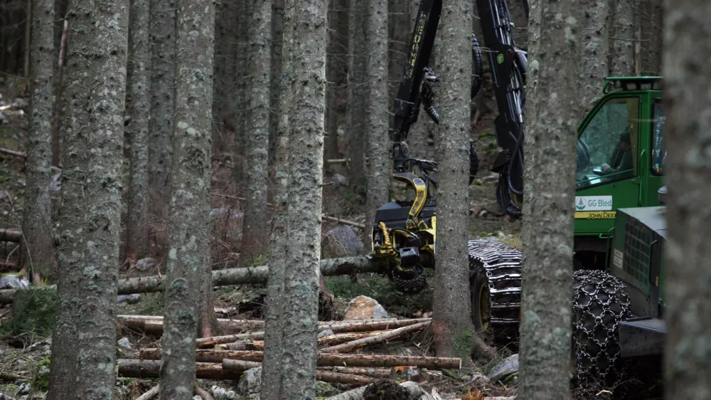 - Pokljuka - pokljuki gozdovi gostili politike - Zavod za gozdove Slovenije je povabil člane odbora DZ za za kmetijstvo, gozdarstvo in prehrano, da bi se na lastne oči prepričali kako poteka sečnja in spravilo v ujmah pokodovanega lesa  ///FOTO: Luka CjuhaOPOMBA: ZA OBJAVO V ČASOPISU DNEVNIK