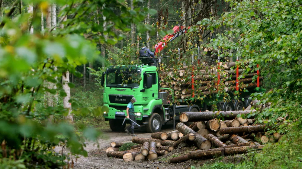 ﻿- 17.09.2015 - Kočevski rog - kočevski gozdovi - gozdarstvo - posek in odstranitev poškodovanega drevja iz gozda - lubadar - les - gozd - gozdarji//FOTO: Tomaž Skale