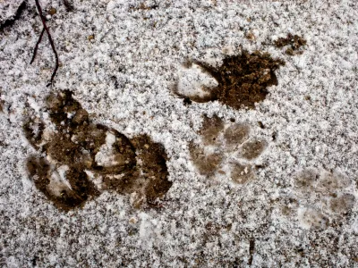 odtis volčje šape v snegu- Javorniki nad Cerknico - življenski prostor velikih zveri - sledenje v snegu - divjad///FOTO: Jaka AdamičOPOMBA: ZA OBJAVO V PRILOGI – DNEVNIKOV OBJEKTIV - REPORTAŽA